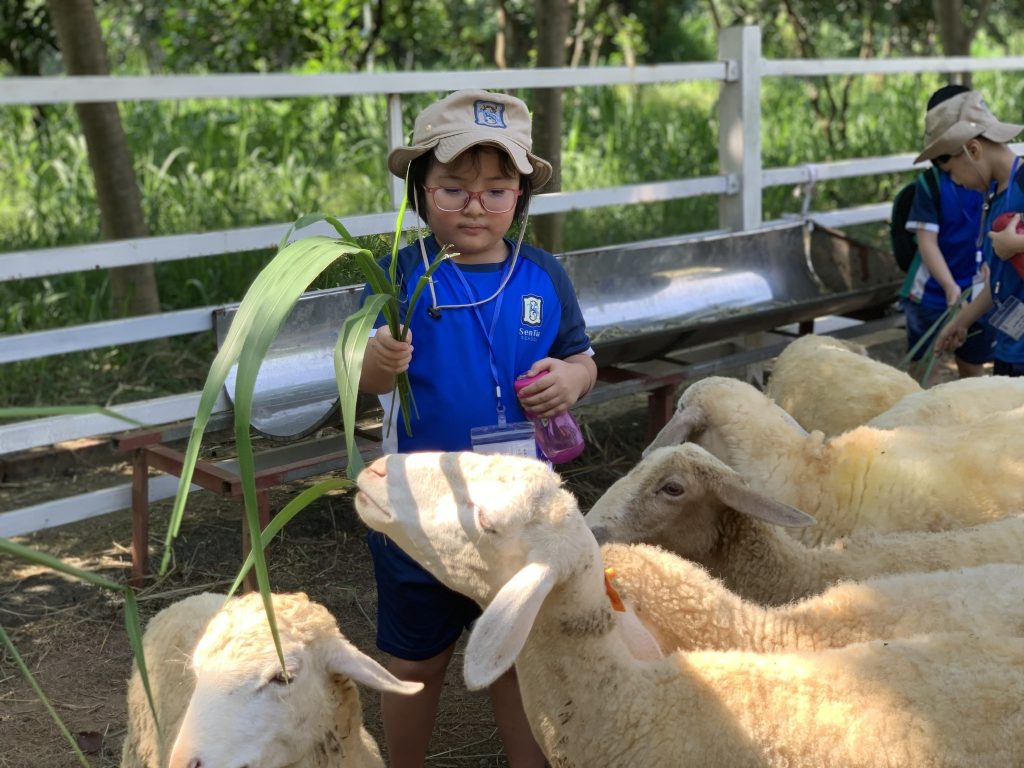 nong-trai